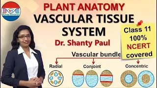 Vascular tissue system- radial, conjoint and concentric vascular bundles
