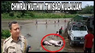 Chwrai kuthwi (Absa kulwi) khibijak twisa kinaro, tabukbo saimanya khu saboni busa.