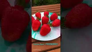 Брилла