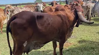 LEITURA DE COCHO , REALIZADA PELO NOSSO GERENTE IZAIAS.