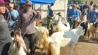 INDUKAN JUMBO2 MANTAP!! Cek harga di pasar kambing kragan rembang Jawa Tengah