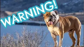 DON'T Become a PET Photographer