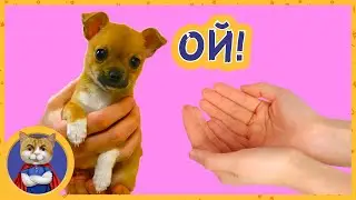 Щенок Буля нашла своих новых хозяев, а Рыжик молится кошачьему богу