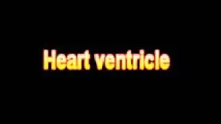 What Is The Definition Of Heart ventricle - Medical Dictionary Free Online Terms