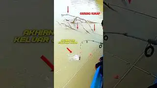 Bikin repot..!! Aksi taklukkan Barramundi keluar dari sarangnya 