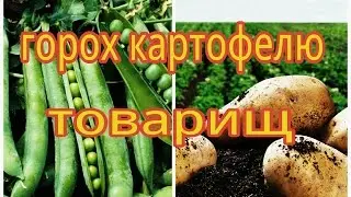 СМЕШАНЫЕ ПОСАДКИ/ПОСАДКА ГОРОХА СОВМЕСТНО С КАРТОФЕЛЕМ/ТАБЛИЦА СОВМЕЩЕНЫХ ПОСАДОК.