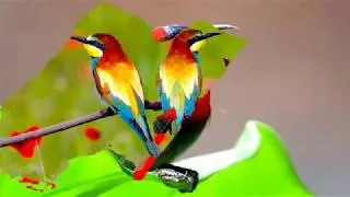 Various beautiful birds! (HD1080p)