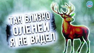 ТАК БЛИЗКО ОЛЕНЕЙ Я ЕЩЕ НЕ ВИДЕЛ \ ТАК РАЗВЕ БЫВАЕТ