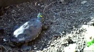 The turtle my neighbor owns