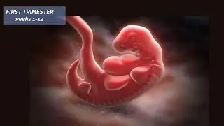 PREGNANCY: | Early weeks of Pregnancy | Baby Grwoth During Pregnancy