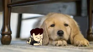 My dog stepped on a bee meme BUT ANIMATED|Animated shorts|