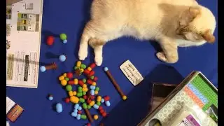 Распаковываем настольную игру Земля с компонентами MeepleFoxes и органайзерами MeepleHouse