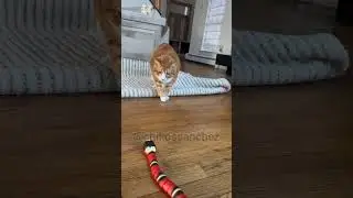 gatos 🐈🥰 jugando 😸😂😶‍🌫️ 