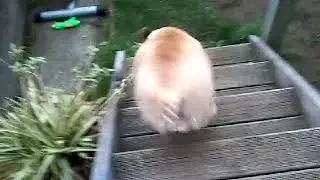 Dog takes a poo