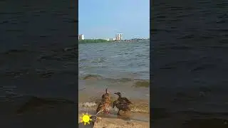 #саратов#волга#лето#уточки#июль2024