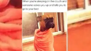 Top 10+ Most Funny  Sleeping Meme Photos  You Have Ever Seen