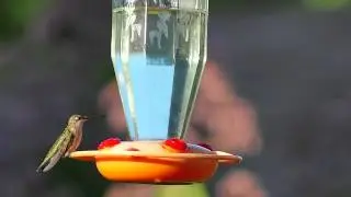 2015 hummingbird 3-3