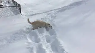 Smiley in the snow
