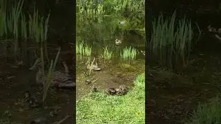 Утка с утятами на красивом водоеме.🦆🦆 
