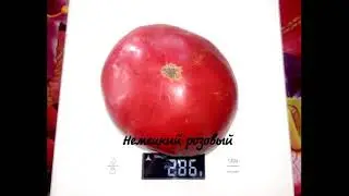 Томат Немецкий розовый Mr. Underwood's Pink German Giant