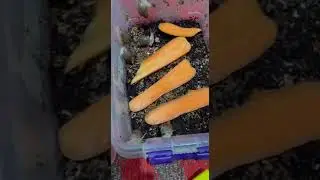 PANTERKALANI TEZROQ KATTA BO'LISHI.