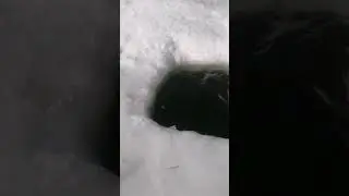 Прорубь для большой компании на Прусовских карьерах. Мартовские моржи #моржевание #прорубь