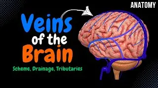 Cerebral Veins (Deep & Superficial + Diploic and Emissary Veins) | Anatomy