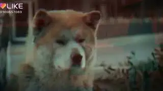 Бедный пёсик:(❤️🖤💓💛💗💚❣️💖💙💕💘💜💞💝💟