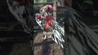 Blorok Rooster 