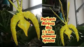 Орхидея цветет без перерыва 1.5 года✔️Psychopsis Mariposa Alba