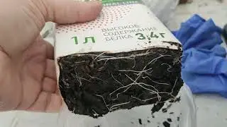 Рассада лука переезжает на дачу. В теплицу.