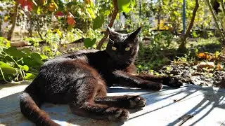 Relaxing Cat Video 272