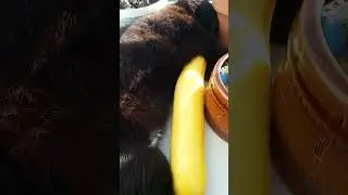 Котики 