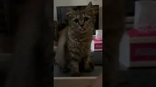 #cat #catlover #catvideos