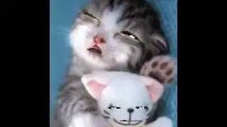 Sleepy cat singing