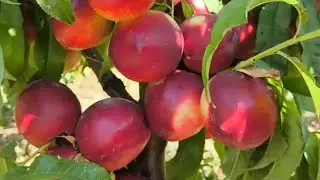 Нектарин Сноу Дроп. Nectarine Snow Droop. Білом'ясий, солодкий сорт з високою врожайністю