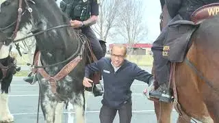 Clydesdale Horse Steps on TV News Reporter's Foot