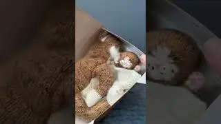 Семья котиков спицами из пряжи ручного крашения (описание кота от Клэр Гарланд)