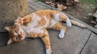 Even I can't explain this orange cat behavior as an orange cat owner...
