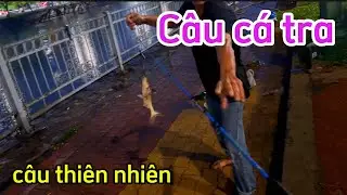 Câu cá đêm đụng độ với bầy cá tra bị kéo rơi xuống sông |  phiêu xứ dừa