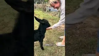 Baby donkey lives in the HOUSE
