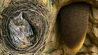 ​Adventure to a New Land: Amazing Rare Bird Nest and Wild Honeycomb