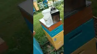Сколько шестирамочник принёс липового меда, 9. 07.24. Матка бакфаст F2 от Вальдемара Коха!
