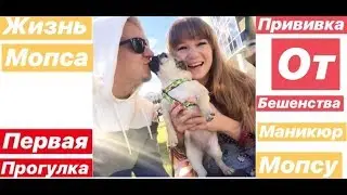 ЖИЗНЬ МОПСА | ПЕРВАЯ ПРОГУЛКА | ПРИВИВКА ОТ БЕШЕНСТВА