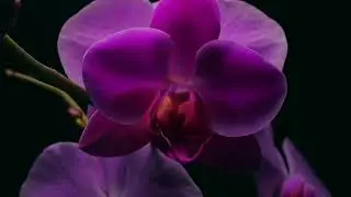 Very Sexy Orchid