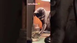 NEW FUNNY VIDEO 😂 BANGAD BILLA 🐱||#youtubeshorts #instagram #reels#youtubeshorts #trending