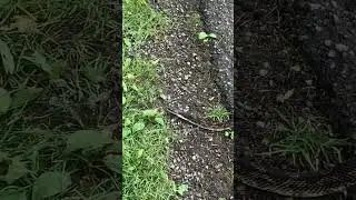 Nice sized Eastern Rat Snake #snake #wildlife