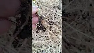 огурцы, надеюсь,заключительная часть#garden#дача#сад #огород#цветы #теплица#гниютогурцы#лечуогурцы