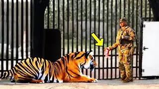 This Tiger Begs Soldiers For Help. When They Discovered The Reason, They Were Shocked!