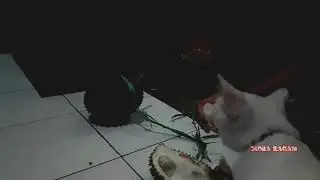 kucing viral yang suka makan durian|kucing aneh||kucing aneh yg suka makan buah durian
